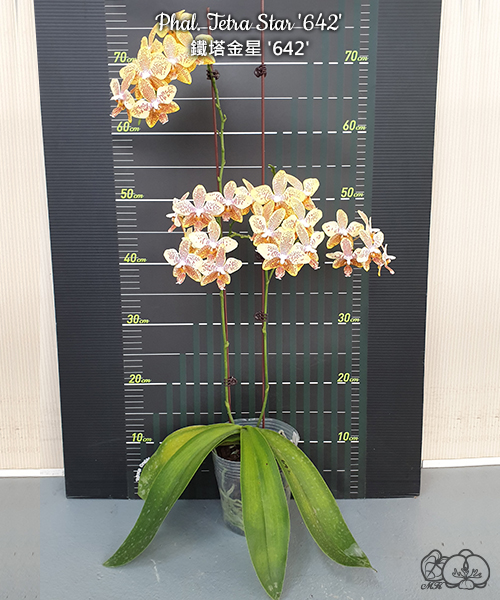 美琪園藝Miki Orchid - 品種詳細頁
